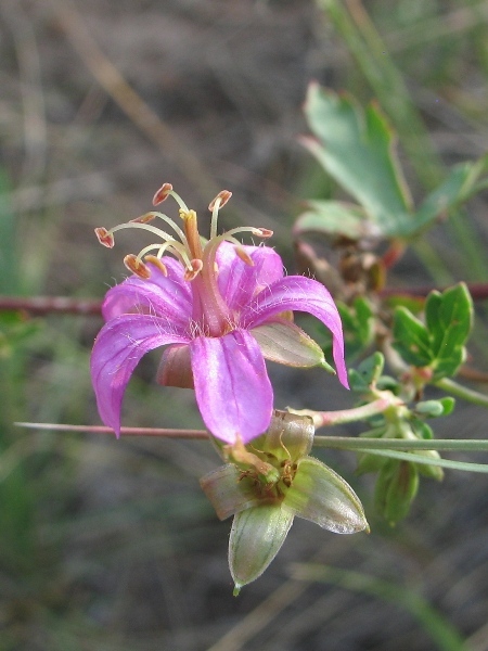 Geranium caespitosum (G. fremontii)